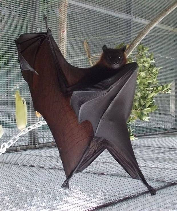 Get Ready for Funny Animals #313 (35 photos)