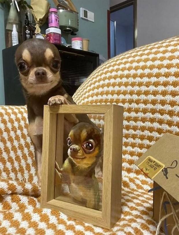 Get Ready for Funny Animals #313 (35 photos)