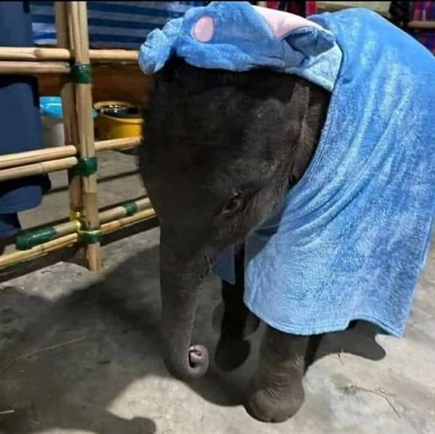 Get Ready for Funny Animals #313 (35 photos)