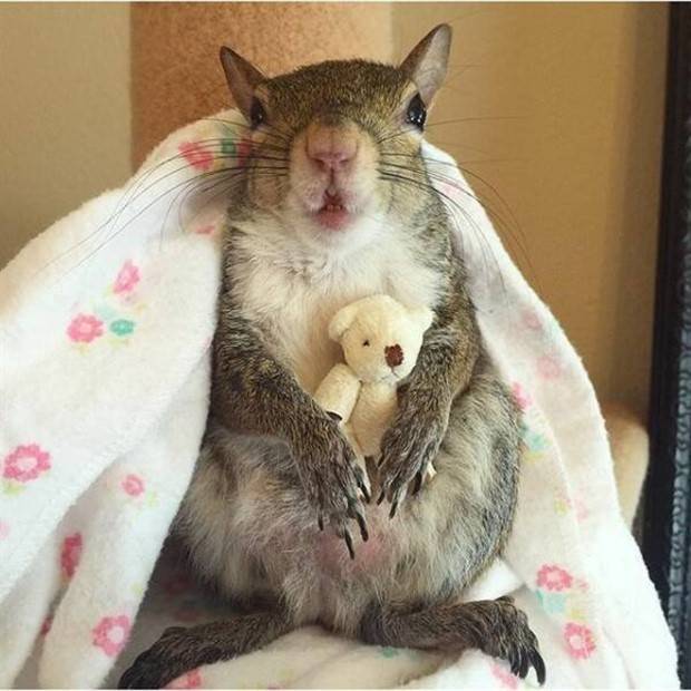 Get Ready for Funny Animals #313 (35 photos)