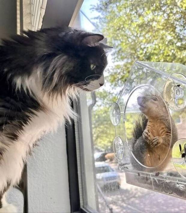 Get Ready for Funny Animals #313 (35 photos)