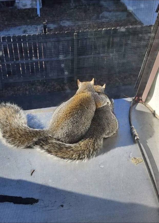 Get Ready for Funny Animals #313 (35 photos)