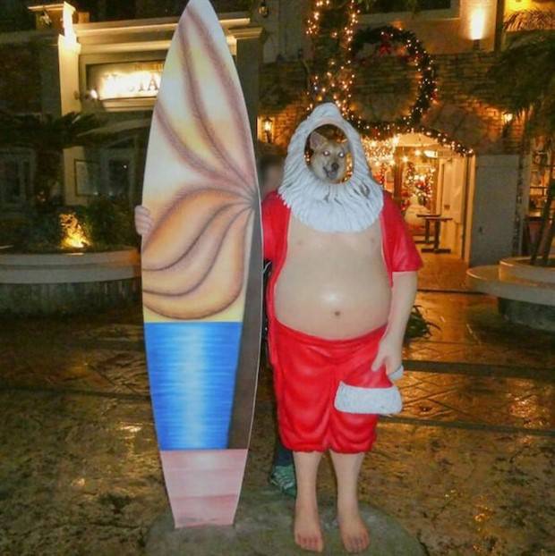 Get Ready for Funny Animals #313 (35 photos)