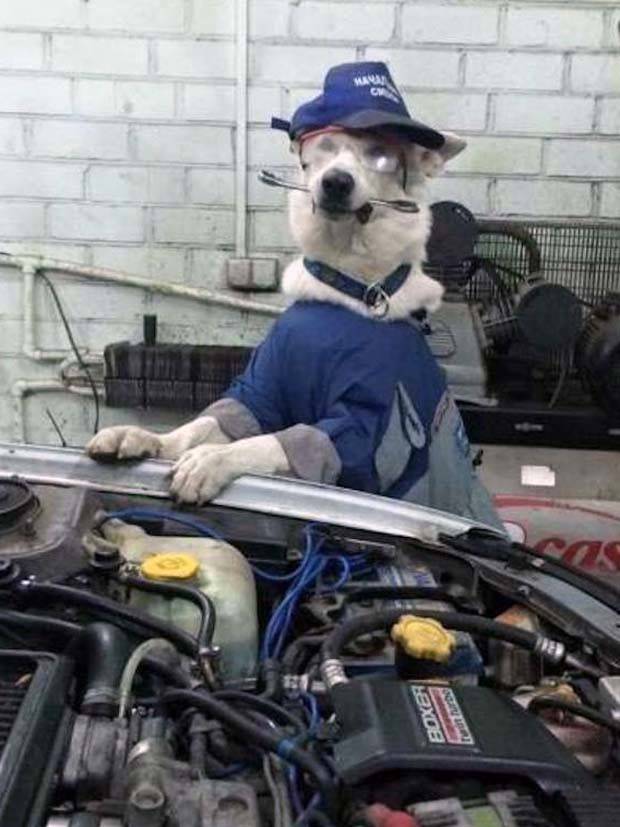 Get Ready for Funny Animals #313 (35 photos)