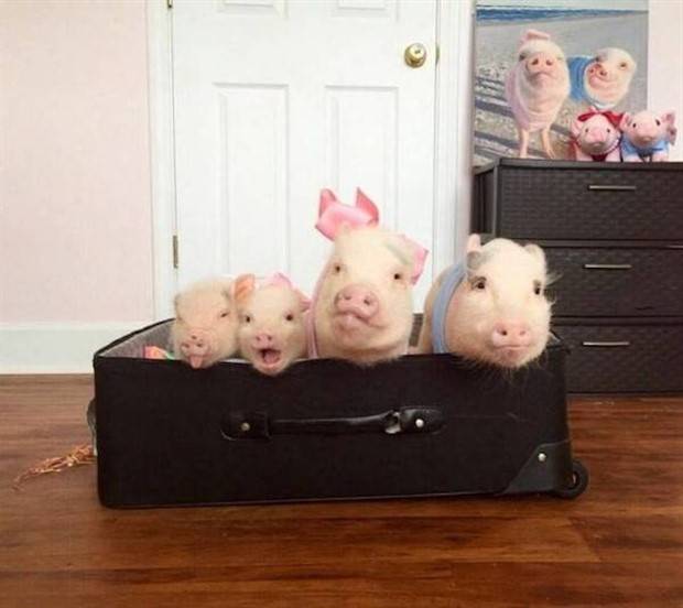 Get Ready for Funny Animals #313 (35 photos)