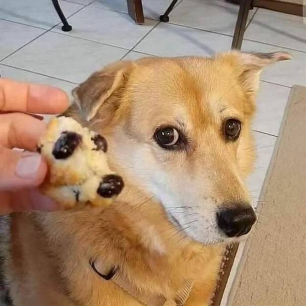 Get Ready for Funny Animals #313 (35 photos)