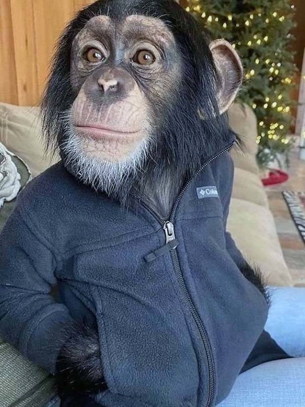 Get Ready for Funny Animals #313 (35 photos)