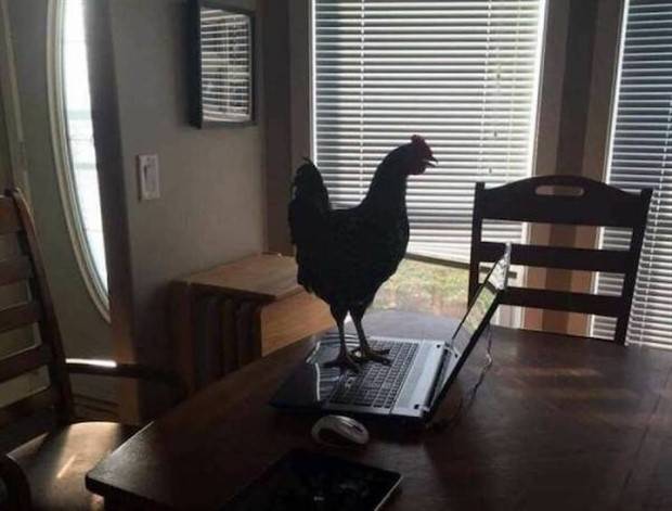 Get Ready for Funny Animals #313 (35 photos)