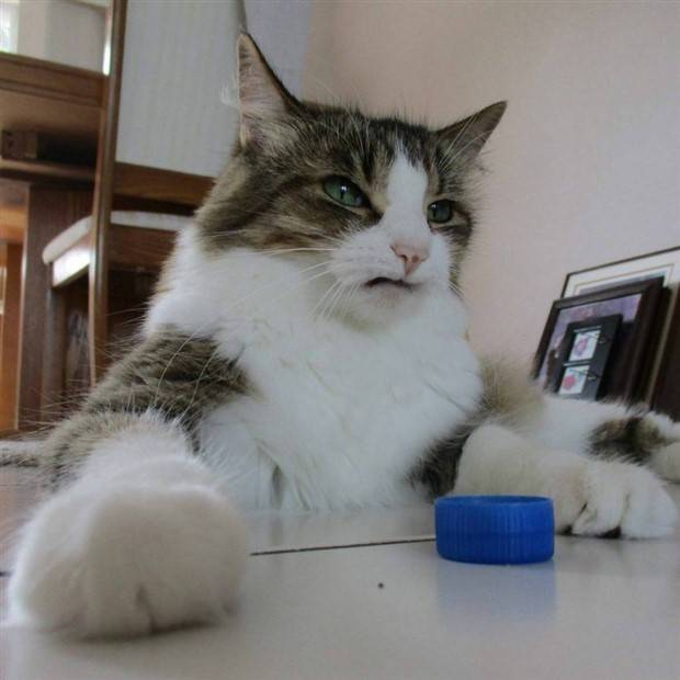 Get Ready for Funny Animals #313 (35 photos)