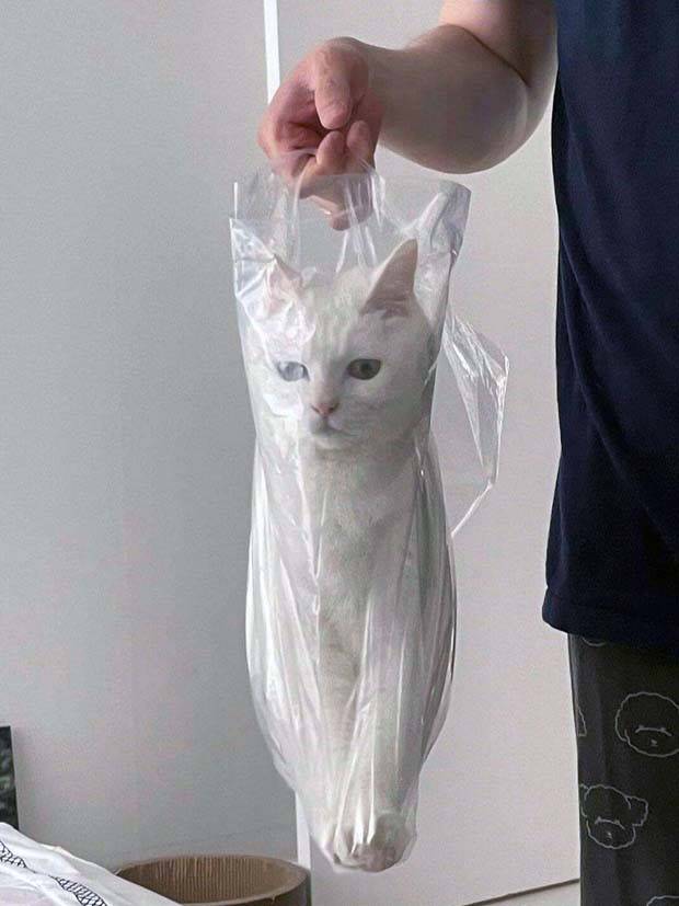 Get Ready for Funny Animals #313 (35 photos)