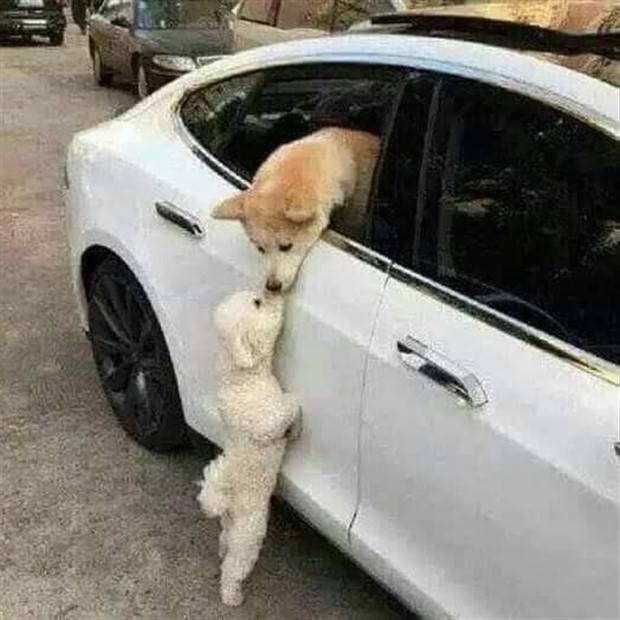 Get Ready for Funny Animals #313 (35 photos)