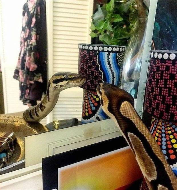 Get Ready for Funny Animals #313 (35 photos)