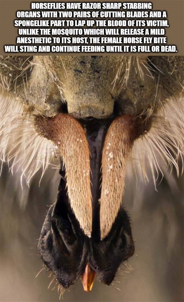 It’s Time for Some Cool and Interesting Facts #355 (31 photos)