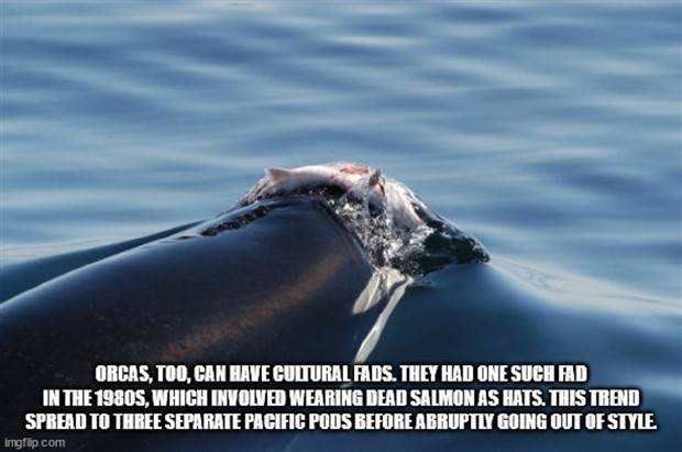 It’s Time for Some Cool and Interesting Facts #356 (35 photos)