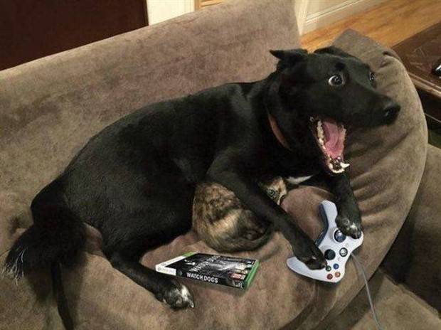 Get Ready for Funny Animals #312 (37 photos)