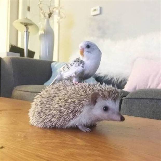 Get Ready for Funny Animals #312 (37 photos)