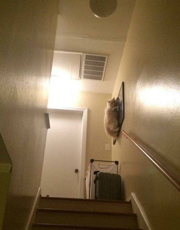 Get Ready for Funny Animals #312 (37 photos)