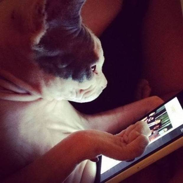 Get Ready for Funny Animals #312 (37 photos)