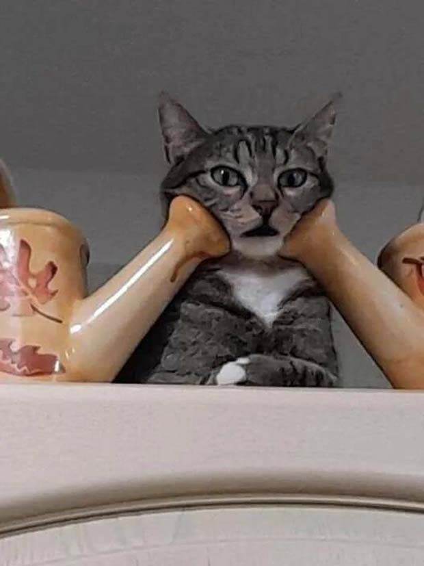 Get Ready for Funny Animals #310 (31 photos)