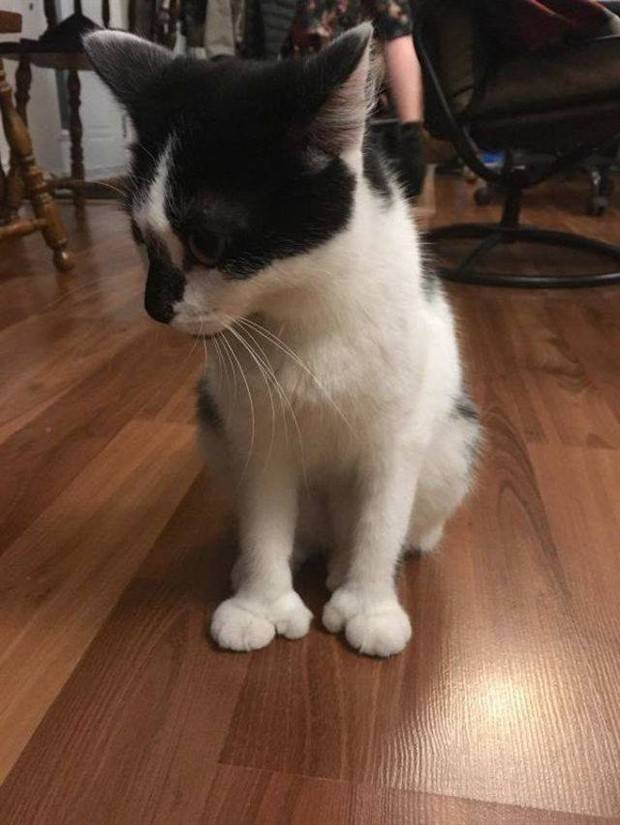 Get Ready for Funny Animals #312 (37 photos)