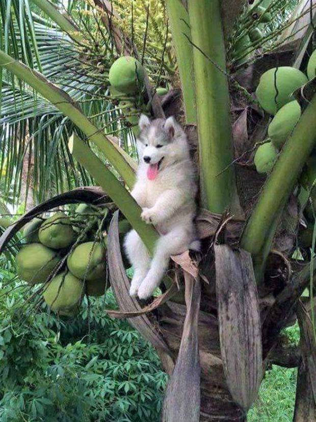 Get Ready for Funny Animals #312 (37 photos)