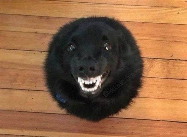 Get Ready for Funny Animals #312 (37 photos)