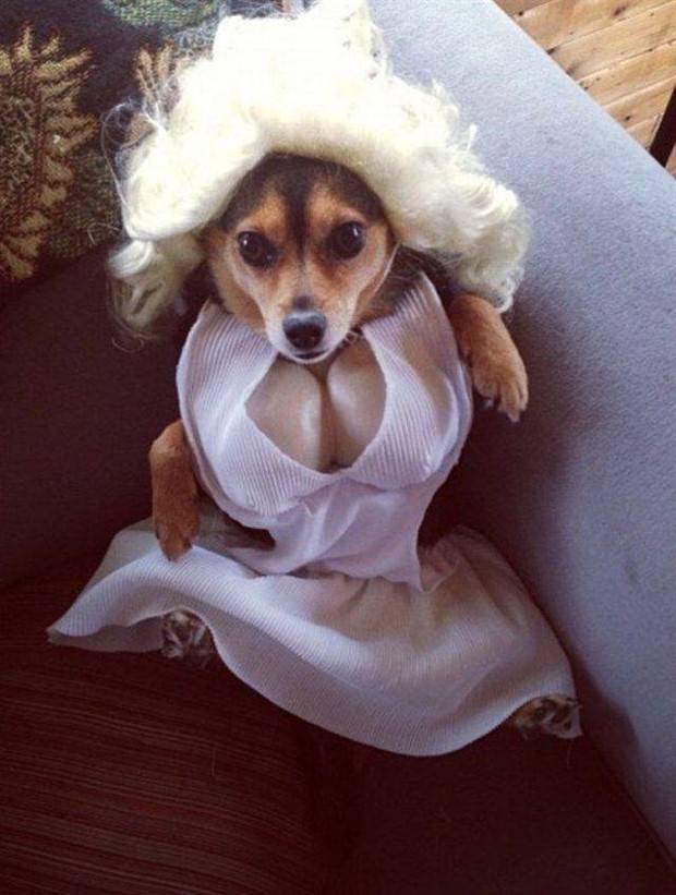 Get Ready for Funny Animals #312 (37 photos)