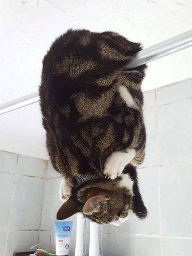 Get Ready for Funny Animals #312 (37 photos)