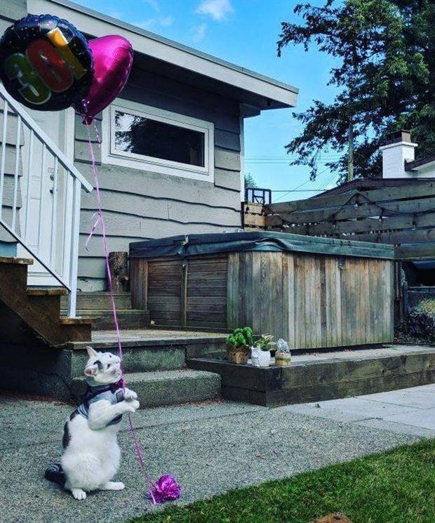 Get Ready for Funny Animals #312 (37 photos)