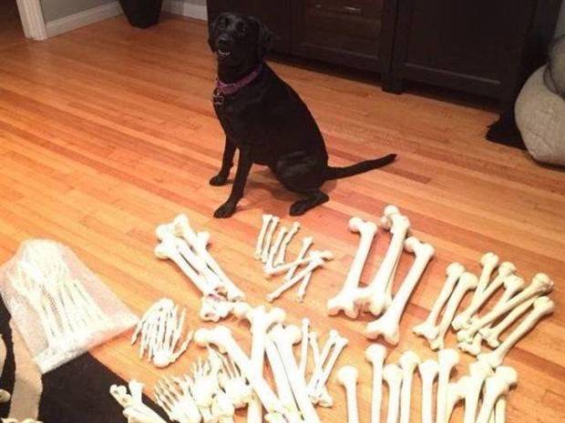 Get Ready for Funny Animals #312 (37 photos)