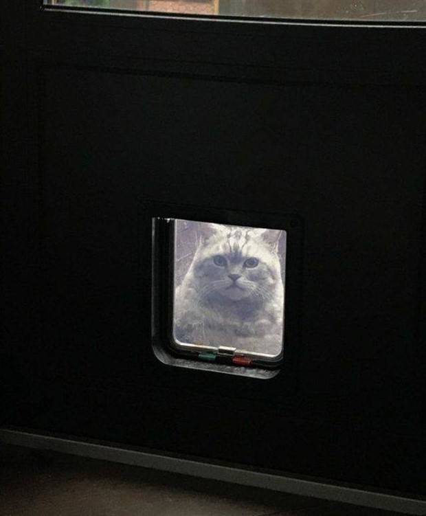 Get Ready for Funny Animals #312 (37 photos)