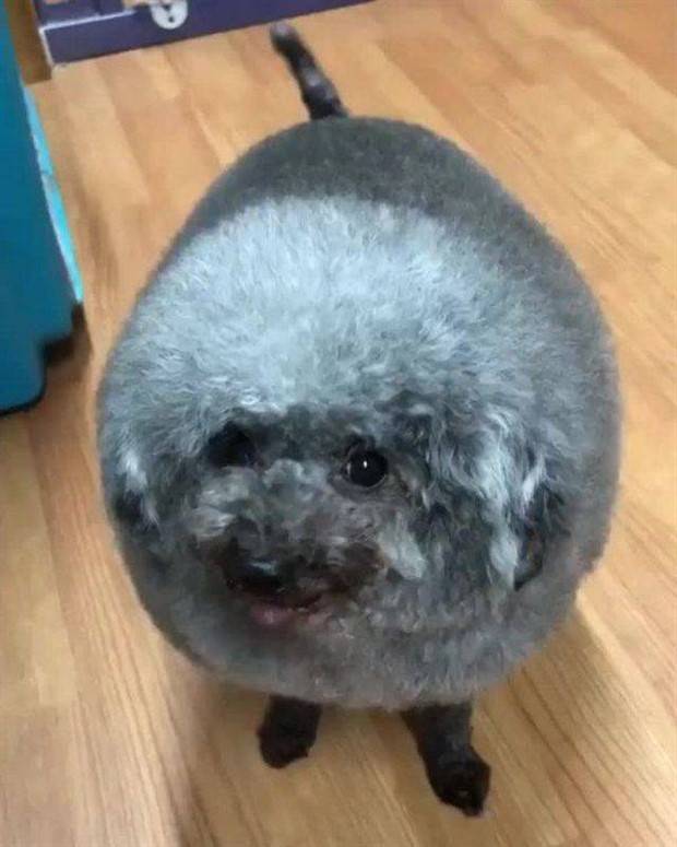 Get Ready for Funny Animals #312 (37 photos)