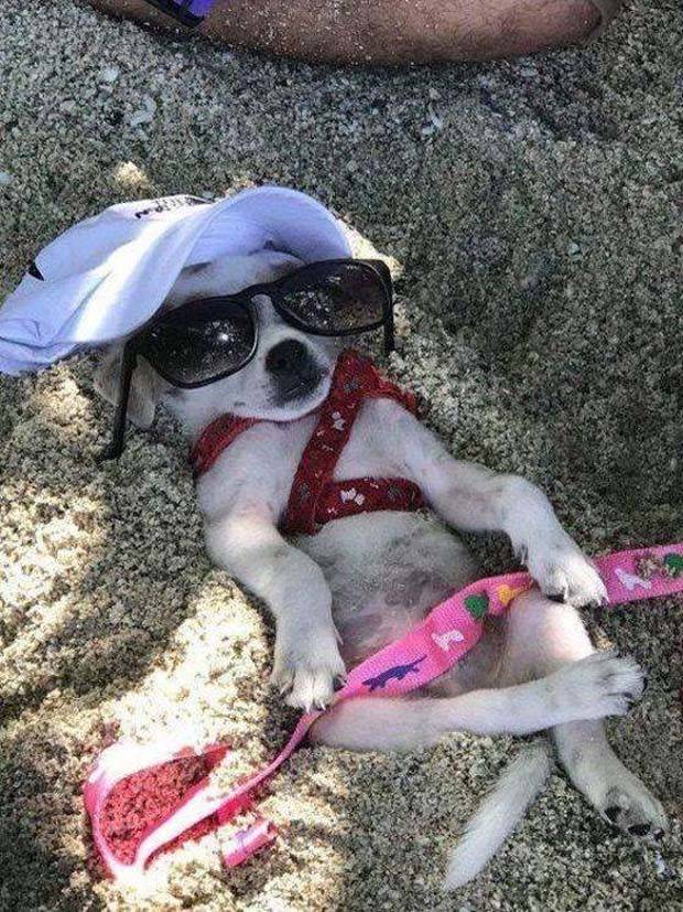 Get Ready for Funny Animals #312 (37 photos)