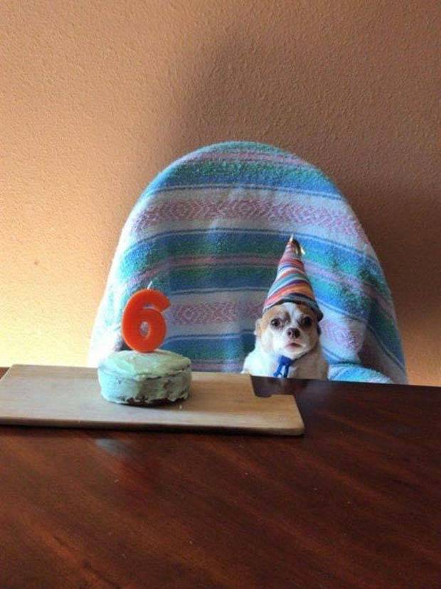 Get Ready for Funny Animals #312 (37 photos)