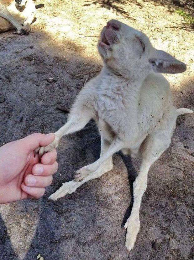 Get Ready for Funny Animals #312 (37 photos)