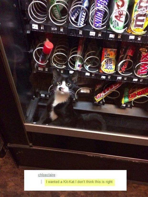 Get Ready for Funny Animals #312 (37 photos)