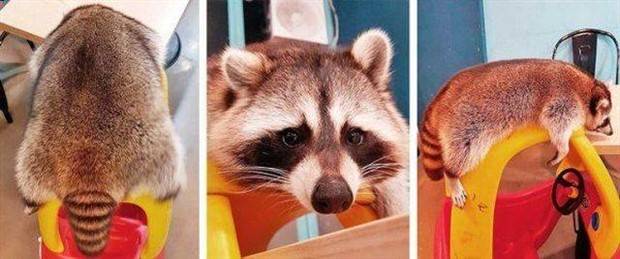 Get Ready for Funny Animals #312 (37 photos)