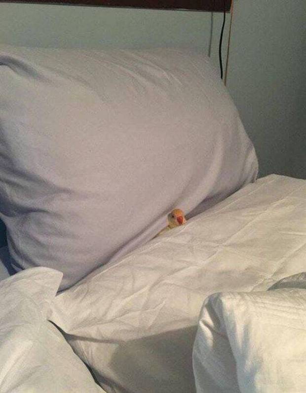 Get Ready for Funny Animals #312 (37 photos)