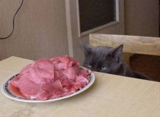 Get Ready for Funny Animals #312 (37 photos)