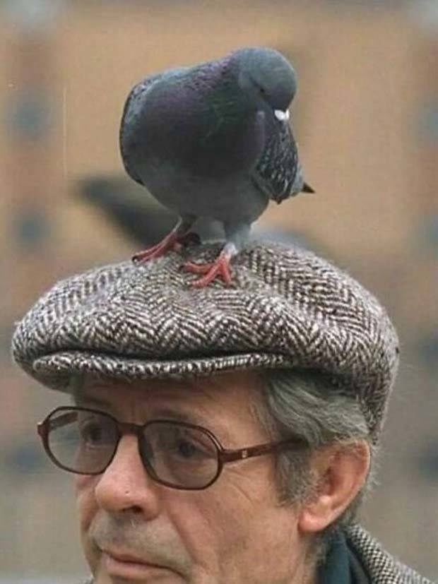 funny headware 29 Topper Tango: Hilarious Headwear Hijinks! (36 photos)