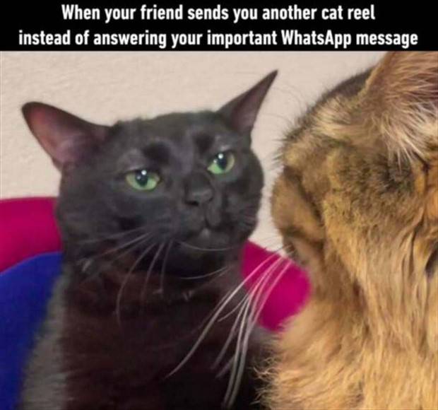 Funny Pics and Memes to Make You Laugh #81 (37 photos)