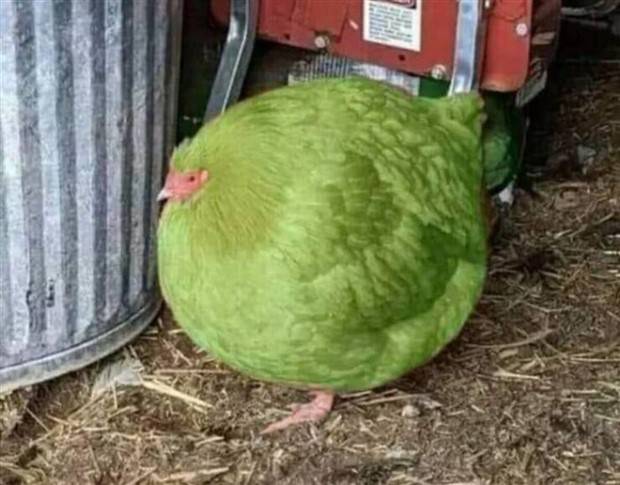 Funny Pics and Memes to Make You Laugh #81 (37 photos)