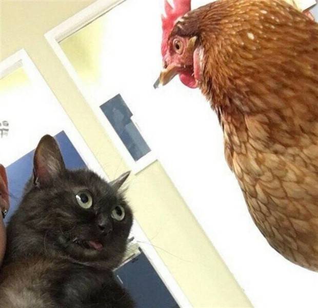 Klyker Picdump #1355 (55 photos)