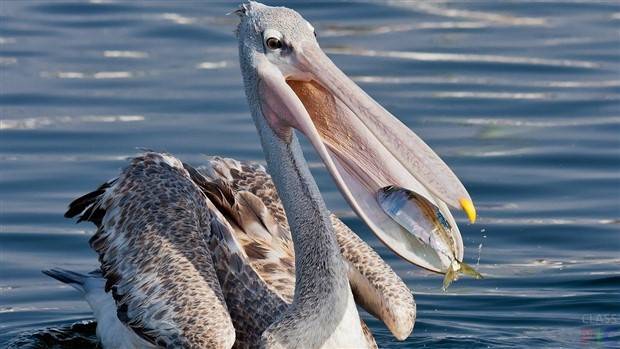 Klyker Picdump #1365 (55 photos)