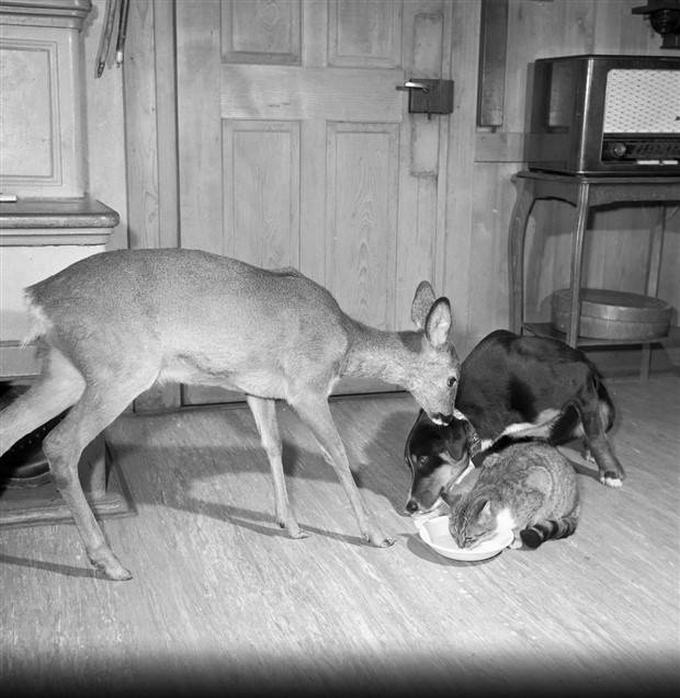 Klyker Picdump #1365 (55 photos)