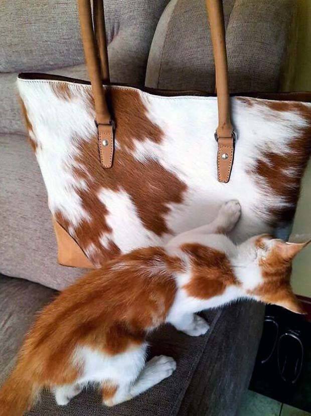 amusing coincidences 29 Funny Coincidences that Are too Good to Be True #10 (30 photos)
