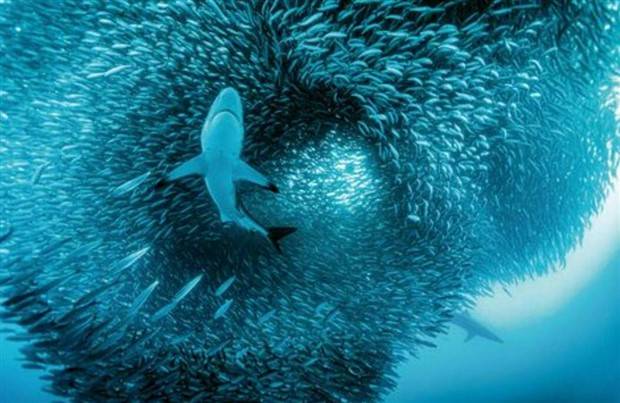 awesome images 22 1 Awesome Pictures You Shouldn’t Miss #84 (31 photos)