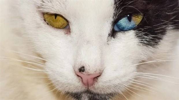 Enchanting Cats with Heterochromia (30 photos)