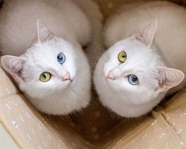 Enchanting Cats with Heterochromia (30 photos)
