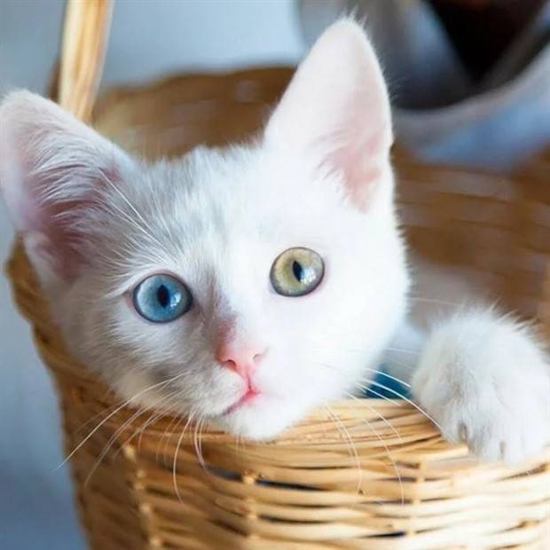 Enchanting Cats with Heterochromia (30 photos)